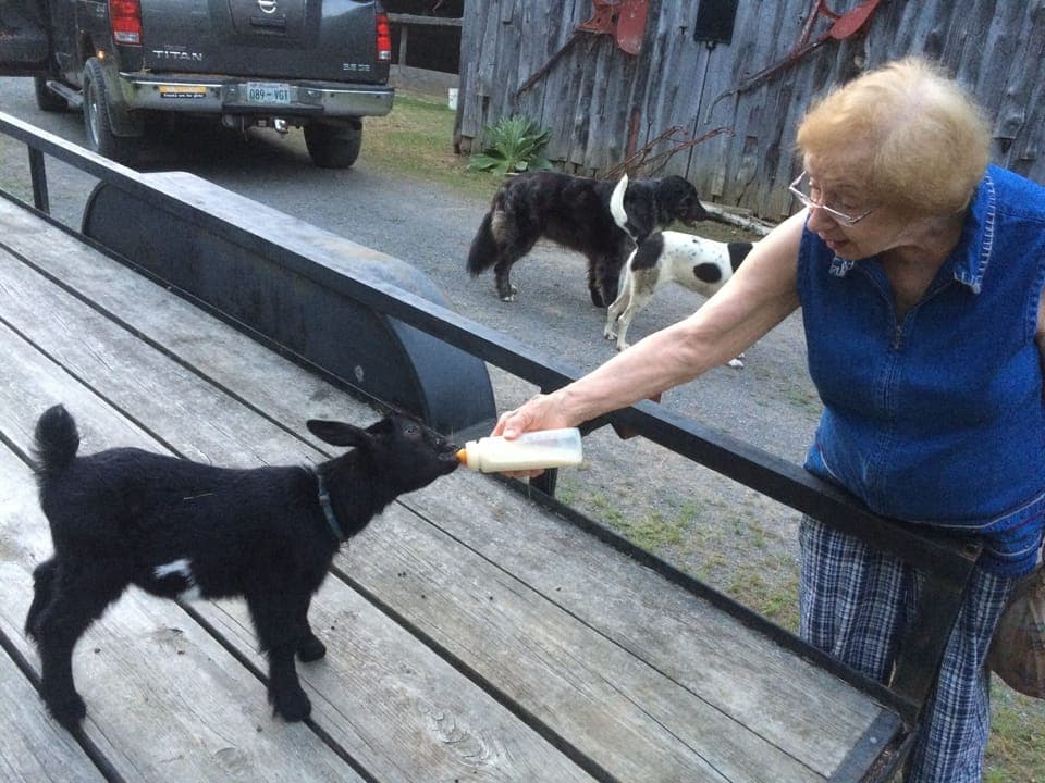 Pet-friendly