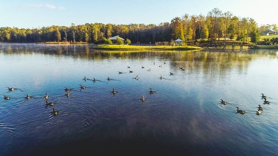 Geese enjoying the fully stocked 20-acre lake.