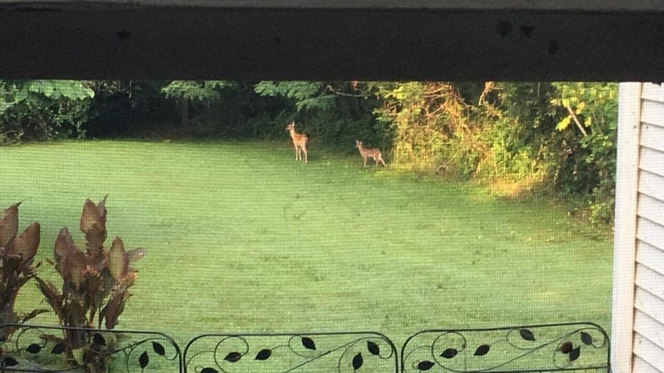 Backyard visitors.