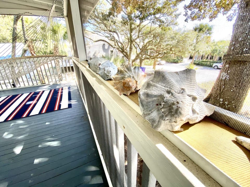 Shells collected on Folly Beach