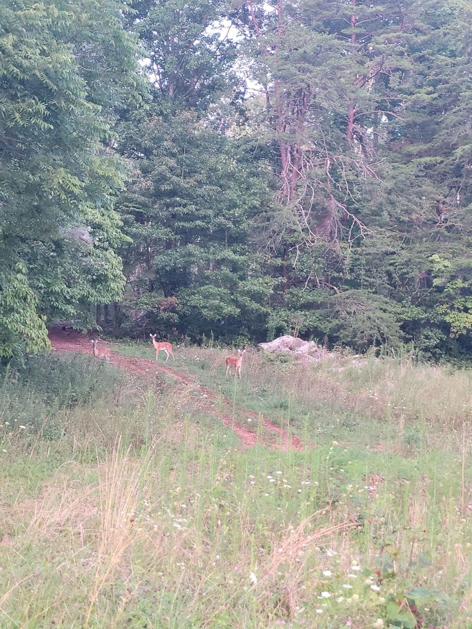 Deer in the field next door is a common sight.