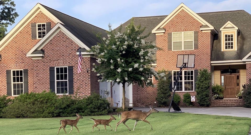 Front of the house (deer often sleep in our yard). We are surrounded by woods. 