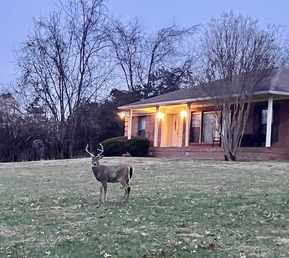 Buck January 2025