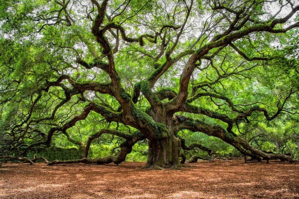 Just a short drive away stands this 400+ year-old natural wonder. Its massive limbs create a breathtaking backdrop for your vacation photos.