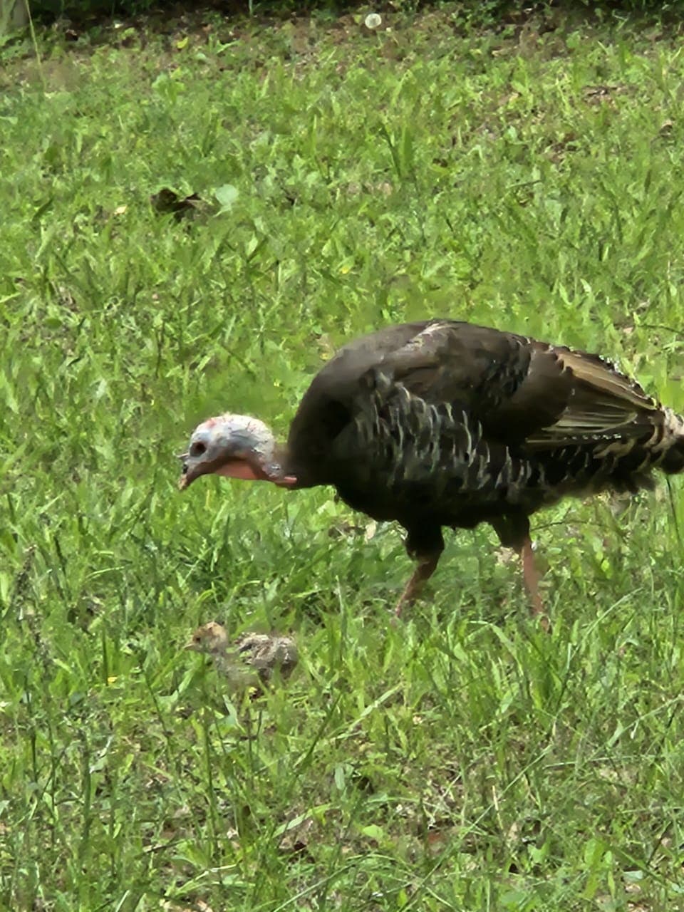 momma turkey and her babies