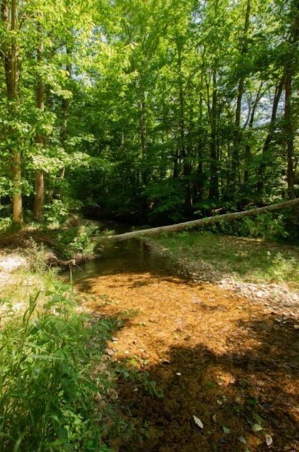 Hiking in the woods and the sweet creek